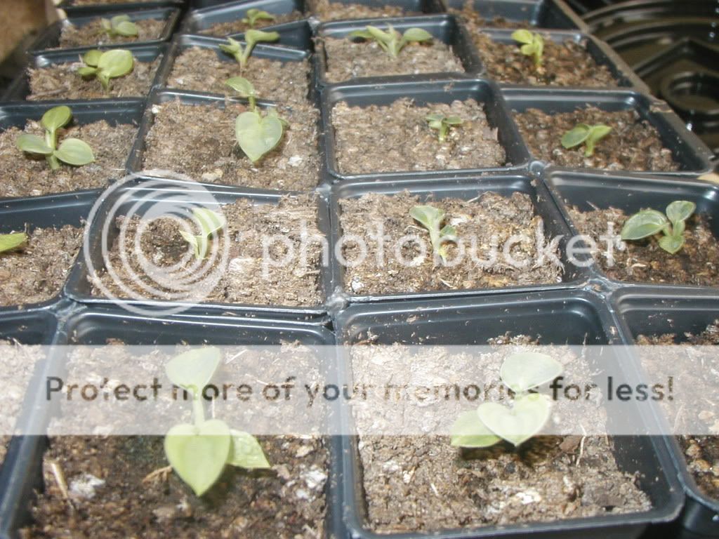 Hosta Seedlings - 53 days old